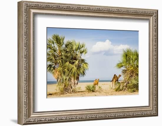 East Africa, Kenya. Omo River Basin, west shore of Lake Turkana, Lobolo Camp, beach with camels-Alison Jones-Framed Photographic Print