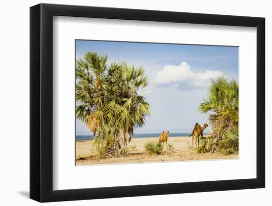 East Africa, Kenya. Omo River Basin, west shore of Lake Turkana, Lobolo Camp, beach with camels-Alison Jones-Framed Photographic Print