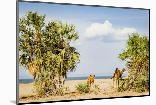 East Africa, Kenya. Omo River Basin, west shore of Lake Turkana, Lobolo Camp, beach with camels-Alison Jones-Mounted Photographic Print