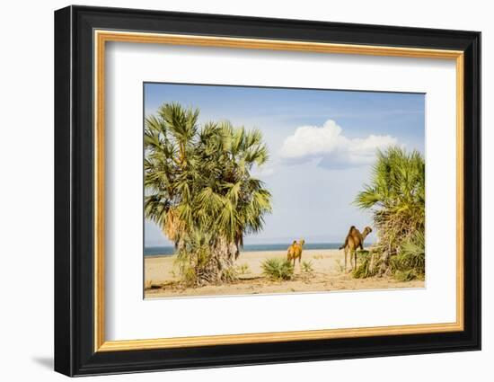 East Africa, Kenya. Omo River Basin, west shore of Lake Turkana, Lobolo Camp, beach with camels-Alison Jones-Framed Photographic Print