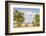 East Africa, Kenya. Omo River Basin, west shore of Lake Turkana, Lobolo Camp, beach with camels-Alison Jones-Framed Photographic Print