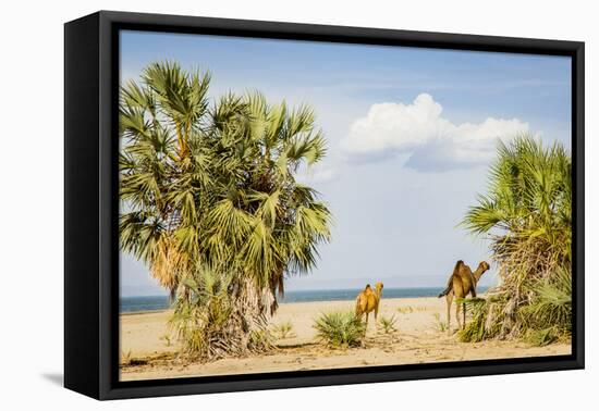 East Africa, Kenya. Omo River Basin, west shore of Lake Turkana, Lobolo Camp, beach with camels-Alison Jones-Framed Premier Image Canvas