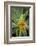 East Africa, Kenya. South African aloe.-Alison Jones-Framed Photographic Print