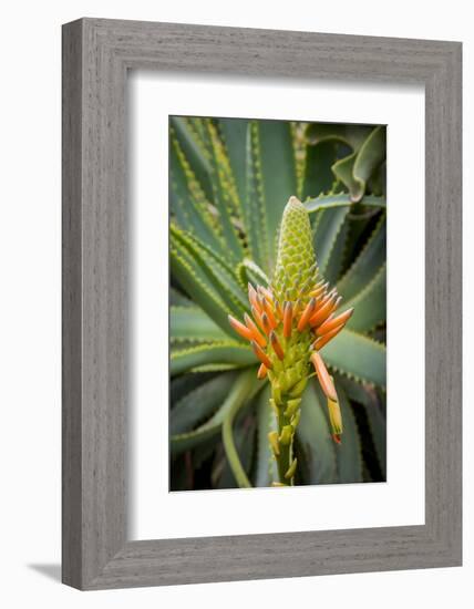 East Africa, Kenya. South African aloe.-Alison Jones-Framed Photographic Print