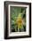 East Africa, Kenya. South African aloe.-Alison Jones-Framed Photographic Print