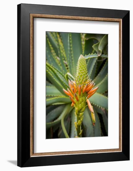 East Africa, Kenya. South African aloe.-Alison Jones-Framed Photographic Print