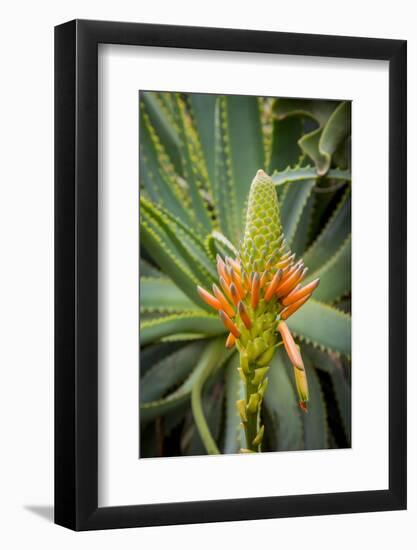 East Africa, Kenya. South African aloe.-Alison Jones-Framed Photographic Print