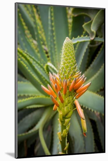 East Africa, Kenya. South African aloe.-Alison Jones-Mounted Photographic Print