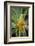 East Africa, Kenya. South African aloe.-Alison Jones-Framed Photographic Print