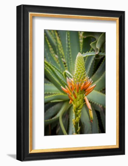 East Africa, Kenya. South African aloe.-Alison Jones-Framed Photographic Print