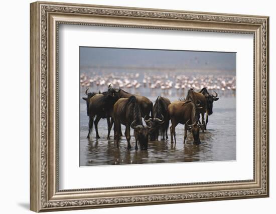 East Africa, Tanzania, Ngorongoro Crater, Wildebeest Drinking Water-Peter Skinner-Framed Photographic Print