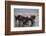 East Africa, Tanzania, Ngorongoro Crater, Wildebeest Drinking Water-Peter Skinner-Framed Photographic Print