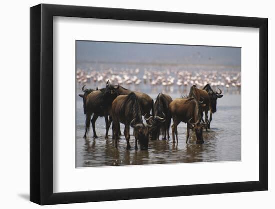 East Africa, Tanzania, Ngorongoro Crater, Wildebeest Drinking Water-Peter Skinner-Framed Photographic Print