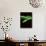 East African Green Mamba-David Northcott-Photographic Print displayed on a wall