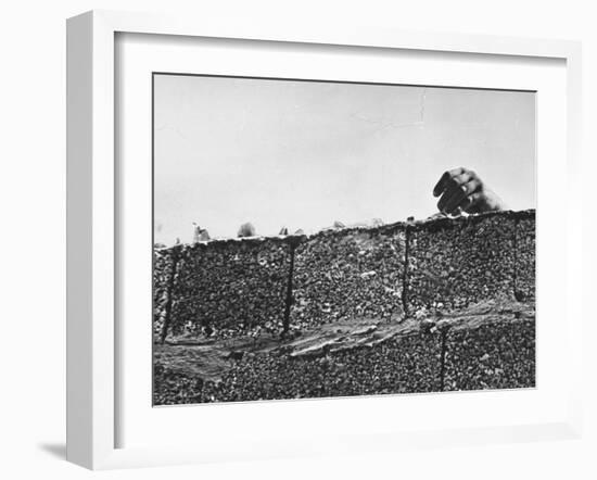 East German's Hand Reaching Over Glass Shards Embedded in Top of the Newly Constructed Berlin Wall-Paul Schutzer-Framed Photographic Print