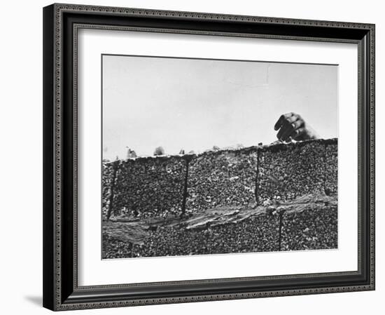 East German's Hand Reaching Over Glass Shards Embedded in Top of the Newly Constructed Berlin Wall-Paul Schutzer-Framed Photographic Print