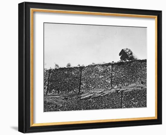 East German's Hand Reaching Over Glass Shards Embedded in Top of the Newly Constructed Berlin Wall-Paul Schutzer-Framed Photographic Print