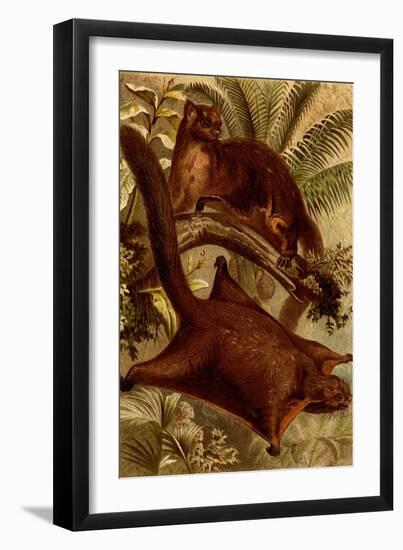East Indian Flying Squirrel-F.W. Kuhnert-Framed Art Print