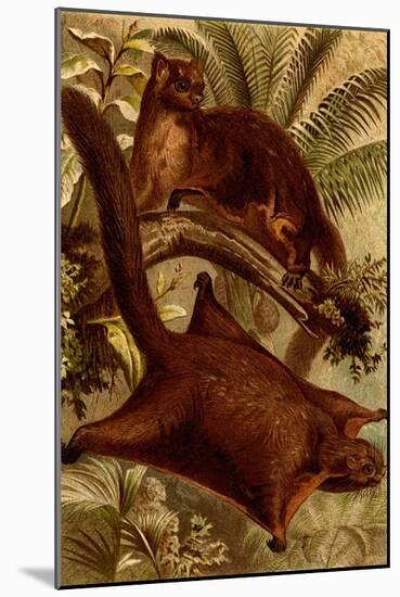 East Indian Flying Squirrel-F.W. Kuhnert-Mounted Art Print