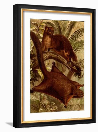 East Indian Flying Squirrel-F.W. Kuhnert-Framed Art Print