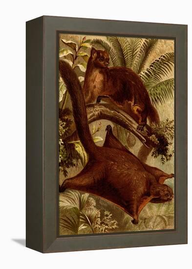 East Indian Flying Squirrel-F.W. Kuhnert-Framed Stretched Canvas