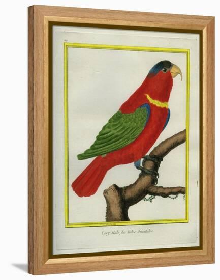 East Indian Lorikeet, Male-Georges-Louis Buffon-Framed Premier Image Canvas