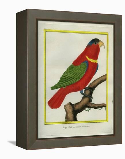 East Indian Lorikeet, Male-Georges-Louis Buffon-Framed Premier Image Canvas