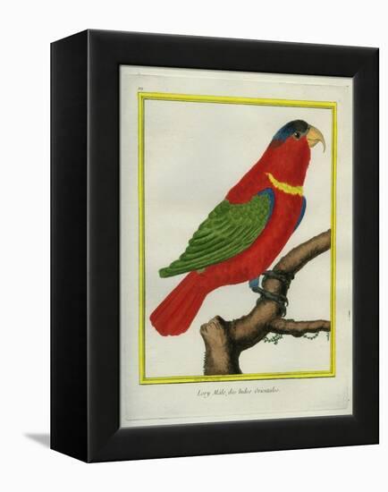 East Indian Lorikeet, Male-Georges-Louis Buffon-Framed Premier Image Canvas