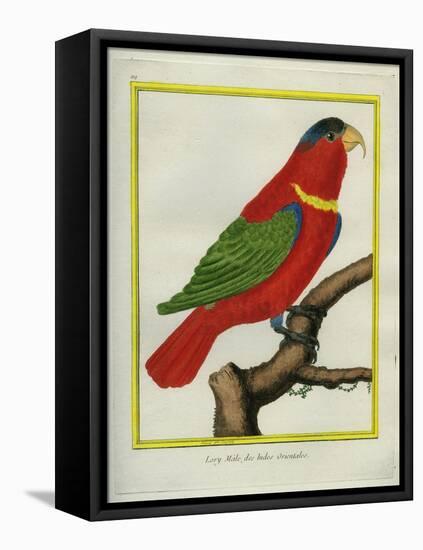 East Indian Lorikeet, Male-Georges-Louis Buffon-Framed Premier Image Canvas