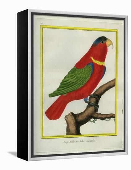 East Indian Lorikeet, Male-Georges-Louis Buffon-Framed Premier Image Canvas