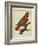 East Indian Lorikeet, Male-Georges-Louis Buffon-Framed Giclee Print