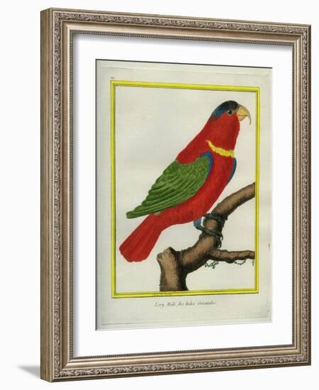 East Indian Lorikeet, Male-Georges-Louis Buffon-Framed Giclee Print