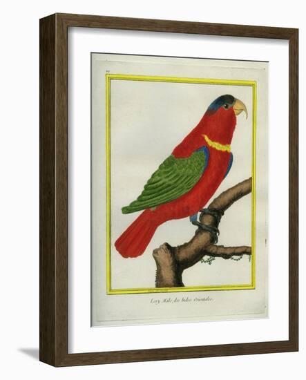 East Indian Lorikeet, Male-Georges-Louis Buffon-Framed Giclee Print