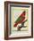 East Indian Lorikeet, Male-Georges-Louis Buffon-Framed Giclee Print