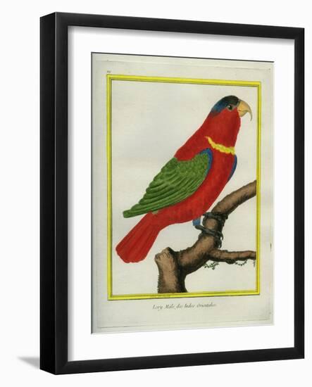 East Indian Lorikeet, Male-Georges-Louis Buffon-Framed Giclee Print