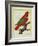 East Indian Lorikeet, Male-Georges-Louis Buffon-Framed Giclee Print