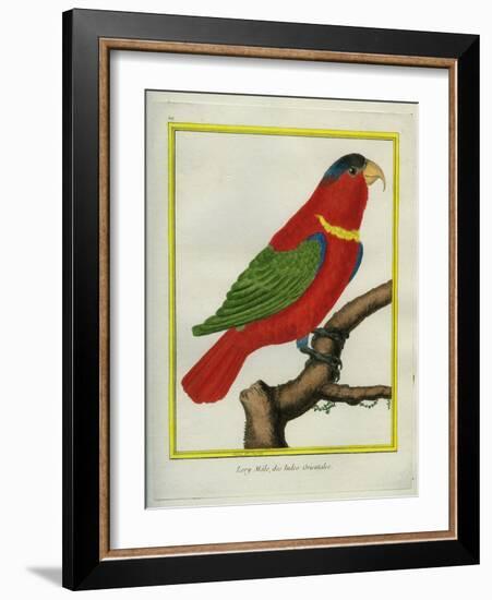 East Indian Lorikeet, Male-Georges-Louis Buffon-Framed Giclee Print