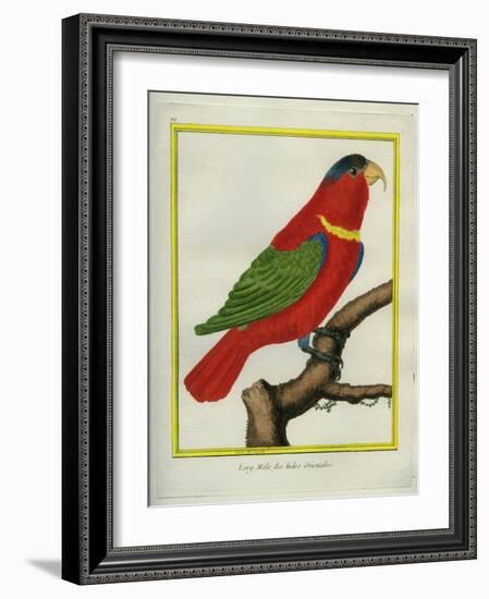 East Indian Lorikeet, Male-Georges-Louis Buffon-Framed Giclee Print