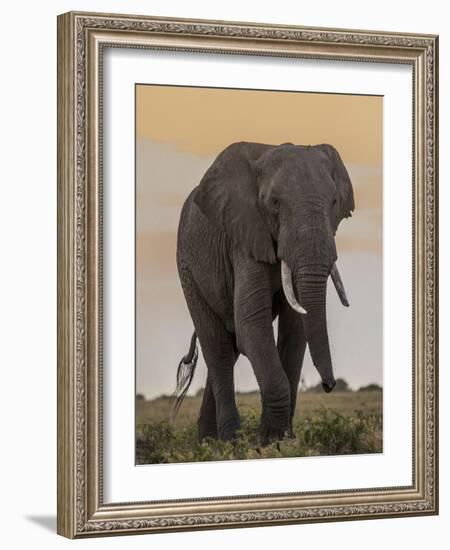 East Kenya, Amboseli National Park, Elephant (Loxodanta Africana)-Alison Jones-Framed Photographic Print