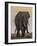 East Kenya, Amboseli National Park, Elephant (Loxodanta Africana)-Alison Jones-Framed Photographic Print