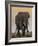 East Kenya, Amboseli National Park, Elephant (Loxodanta Africana)-Alison Jones-Framed Photographic Print