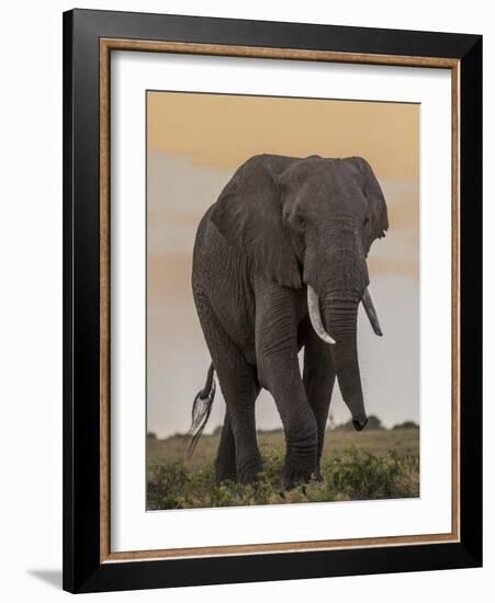 East Kenya, Amboseli National Park, Elephant (Loxodanta Africana)-Alison Jones-Framed Photographic Print