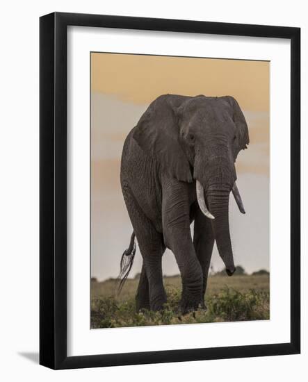 East Kenya, Amboseli National Park, Elephant (Loxodanta Africana)-Alison Jones-Framed Photographic Print