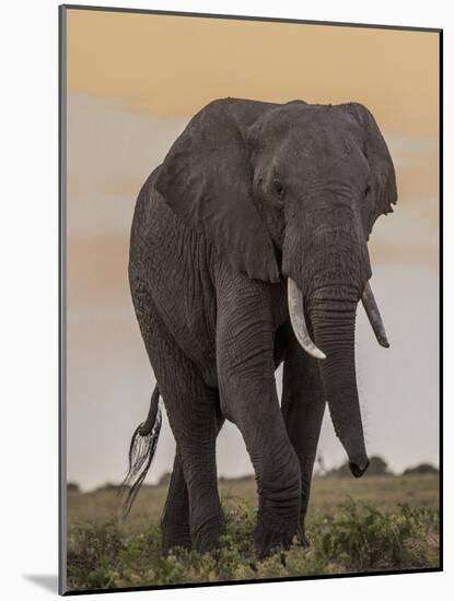 East Kenya, Amboseli National Park, Elephant (Loxodanta Africana)-Alison Jones-Mounted Photographic Print