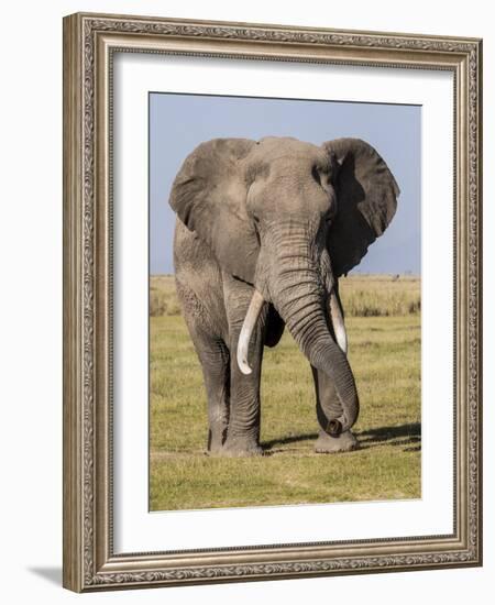 East Kenya, Amboseli National Park, Elephant (Loxodanta Africana)-Alison Jones-Framed Photographic Print