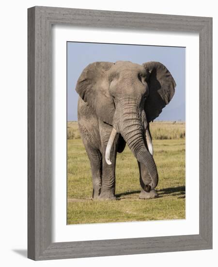 East Kenya, Amboseli National Park, Elephant (Loxodanta Africana)-Alison Jones-Framed Photographic Print