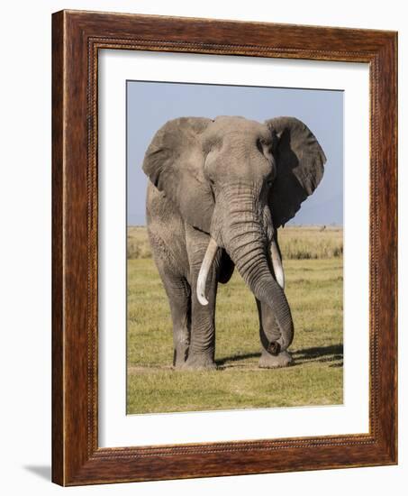 East Kenya, Amboseli National Park, Elephant (Loxodanta Africana)-Alison Jones-Framed Photographic Print