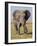 East Kenya, Amboseli National Park, Elephant (Loxodanta Africana)-Alison Jones-Framed Photographic Print