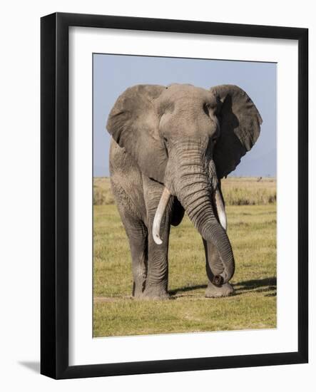 East Kenya, Amboseli National Park, Elephant (Loxodanta Africana)-Alison Jones-Framed Photographic Print