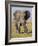 East Kenya, Amboseli National Park, Elephant (Loxodanta Africana)-Alison Jones-Framed Photographic Print